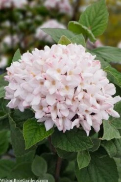 Spice Girl Koreanspice Viburnum - 1 Gallon Pot -Wilson Bros Gardens Shop viburnum carleseii spiro spice girl 6