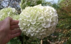 Chinese Snowball Viburnum Bush - 7 Gallon Pot (3-4') -Wilson Bros Gardens Shop viburnum chinese snowball bloom white 2