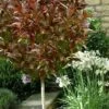 Coppertop Sweet Viburnum - (Single Trunk Topiary Tree) - 5 Gallon Pot