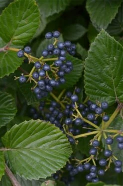 Arrowwood Viburnum - 1 Gallon Pot -Wilson Bros Gardens Shop viburnum dentatum arrowwood 2 1