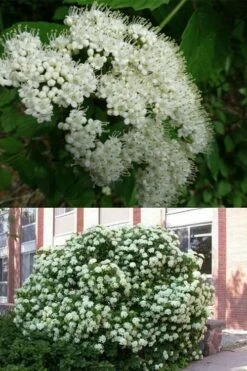 Arrowwood Viburnum - 3 Gallon Pot -Wilson Bros Gardens Shop viburnum dentatum arrowwood 3