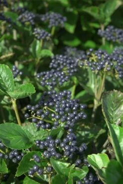 Arrowwood Viburnum - 1 Gallon Pot