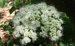 Arrowwood Viburnum - 3 Gallon Pot -Wilson Bros Gardens Shop viburnum dentatum arrowwood 5