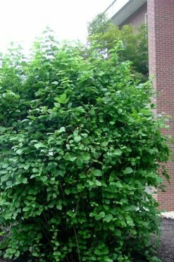 Arrowwood Viburnum - 3 Gallon Pot -Wilson Bros Gardens Shop viburnum dentatum arrowwood 7