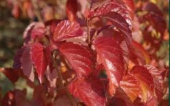 Arrowwood Viburnum - 1 Gallon Pot -Wilson Bros Gardens Shop viburnum dentatum arrowwood 9 1