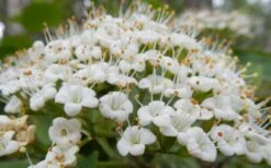 Mohican Arrowwood Viburnum - 6 Gallon Pot (4-5') -Wilson Bros Gardens Shop viburnum lantana mohican 1