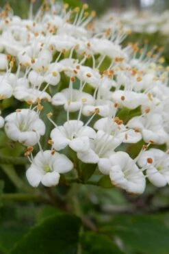 Mohican Arrowwood Viburnum - 6 Gallon Pot (4-5')