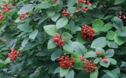 Mohican Arrowwood Viburnum - 6 Gallon Pot (4-5') -Wilson Bros Gardens Shop viburnum lantana mohican 3