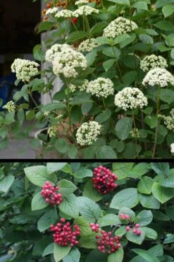 Mohican Arrowwood Viburnum - 6 Gallon Pot (4-5') -Wilson Bros Gardens Shop viburnum lantana mohican 4