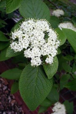 Mohican Arrowwood Viburnum - 6 Gallon Pot (4-5') -Wilson Bros Gardens Shop viburnum lantana mohican 5