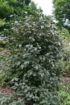 Mohican Arrowwood Viburnum - 6 Gallon Pot (4-5') -Wilson Bros Gardens Shop viburnum lantana mohican 6