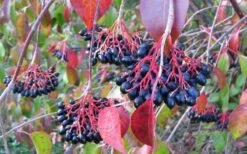 Nannyberry Viburnum - 1 Gallon Pot -Wilson Bros Gardens Shop viburnum lentago nannyberry 2 2