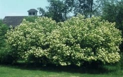 Nannyberry Viburnum - 1 Gallon Pot -Wilson Bros Gardens Shop viburnum lentago nannyberry 4 2