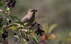 Nannyberry Viburnum - 3 Pack Of 1.5 Quart Pots -Wilson Bros Gardens Shop viburnum lentago nannyberry 5 1