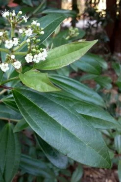 Moonlit Lace Viburnum - 3 Gallon Pot -Wilson Bros Gardens Shop viburnum moonlit lace 5