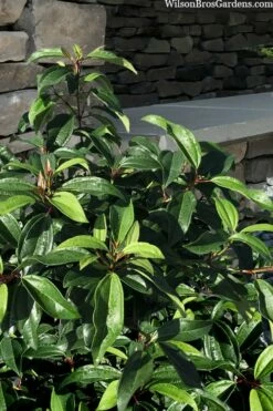 Moonlit Lace Viburnum - 6 Pack Of 1 Gallon Pots