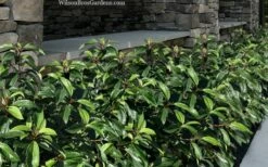 Moonlit Lace Viburnum - 3 Gallon Pot -Wilson Bros Gardens Shop viburnum moonlit lace 9