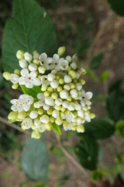 Nantucket Fragrant Snowball Viburnum - 3 Gallon Pot -Wilson Bros Gardens Shop viburnum nantucket 3