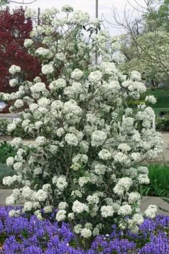 Nantucket Fragrant Snowball Viburnum - 3 Gallon Pot -Wilson Bros Gardens Shop viburnum nantucket 7