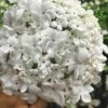 Nantucket Fragrant Snowball Viburnum - 3 Gallon Pot