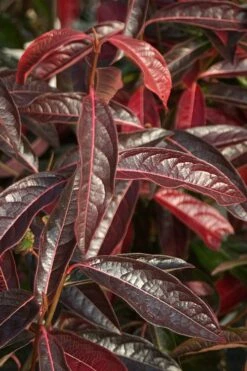 Brandywine Viburnum - 3 Gallon Pot -Wilson Bros Gardens Shop viburnum nudum brandywine 5