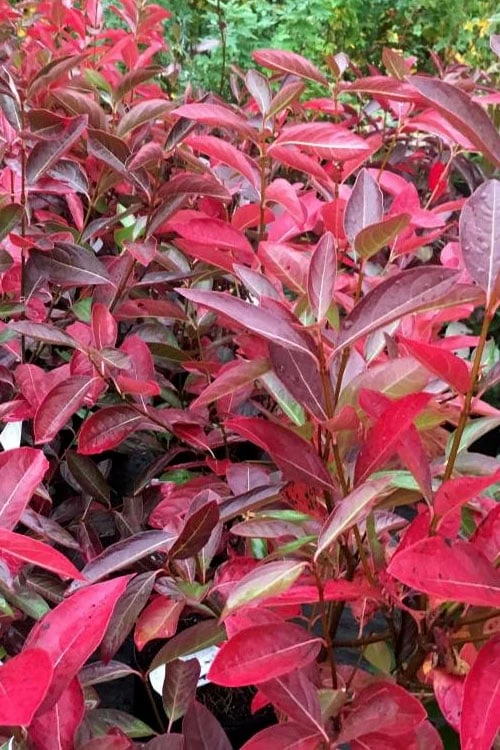 Winterthur Viburnum - 3 Gallon Pot 5 Winterthur Viburnum - 3 Gallon Pot - Image 5