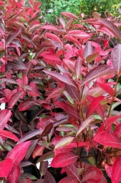 Winterthur Viburnum - 1 Gallon Pot -Wilson Bros Gardens Shop viburnum nudum winterthur 100