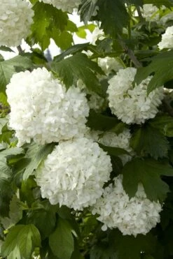 Eastern Snowball Viburnum Bush - 3 Gallon Pot -Wilson Bros Gardens Shop viburnum opulus sterile eastern snowball 2 1
