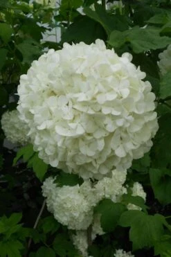Eastern Snowball Viburnum Bush - 3 Gallon Pot -Wilson Bros Gardens Shop viburnum opulus sterile eastern snowball 3 1