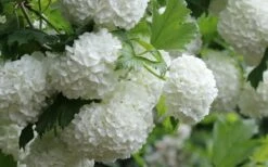 Eastern Snowball Viburnum Bush - 1 Gallon Pot -Wilson Bros Gardens Shop viburnum opulus sterile eastern snowball 4