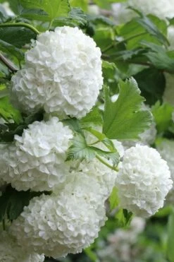 Eastern Snowball Viburnum Bush - 1 Gallon Pot -Wilson Bros Gardens Shop viburnum opulus sterile eastern snowball 5