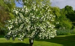 Eastern Snowball Viburnum Bush - 3 Gallon Pot -Wilson Bros Gardens Shop viburnum opulus sterile eastern snowball 9 1