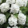 Japanese Snowball Bush (Viburnum Plicatum) - 2 Gallon Pot