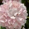 Kern's Pink Snowball Viburnum Bush - 2 Gallon Pot