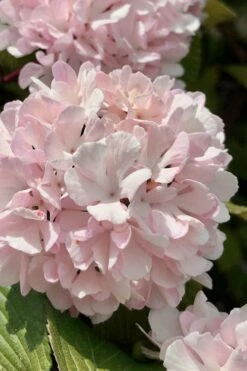Kern's Pink Snowball Viburnum Bush - 2 Gallon Pot