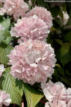 Kern's Pink Snowball Viburnum Bush - 2 Gallon Pot -Wilson Bros Gardens Shop viburnum plicatum kerns pink snowball 3