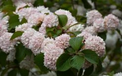 Kern's Pink Snowball Viburnum Bush - 2 Gallon Pot -Wilson Bros Gardens Shop viburnum plicatum kerns pink snowball 7