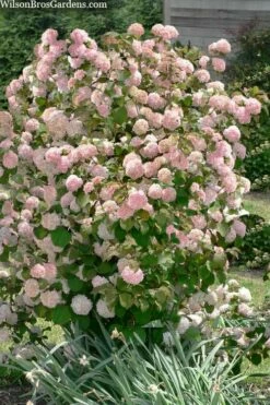 Kern's Pink Snowball Viburnum Bush - 2 Gallon Pot -Wilson Bros Gardens Shop viburnum plicatum kerns pink snowball 9