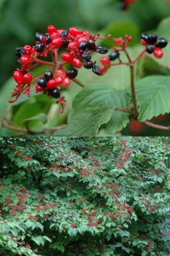 Japanese Doublefile Viburnum - 2 Gallon Pot -Wilson Bros Gardens Shop viburnum plicatum tomentosum japanese doublefile 2
