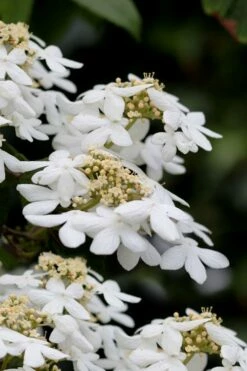 Japanese Doublefile Viburnum - 2 Gallon Pot