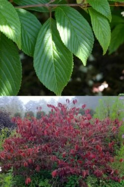 Japanese Doublefile Viburnum - 2 Gallon Pot -Wilson Bros Gardens Shop viburnum plicatum tomentosum japanese doublefile 9