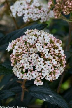 Prague Viburnum - 3 Gallon Pot 12 Prague Viburnum - 3 Gallon Pot -Wilson Bros Gardens Shop viburnum pragense prague 2