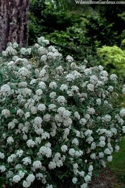 Prague Viburnum - 1 Gallon Pot -Wilson Bros Gardens Shop viburnum pragense prague 4 2
