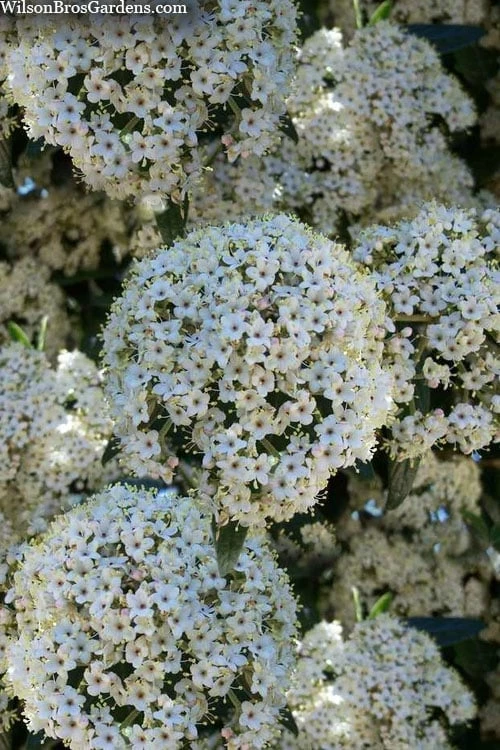 Prague Viburnum - 3 Gallon Pot 6 Prague Viburnum - 3 Gallon Pot - Image 6