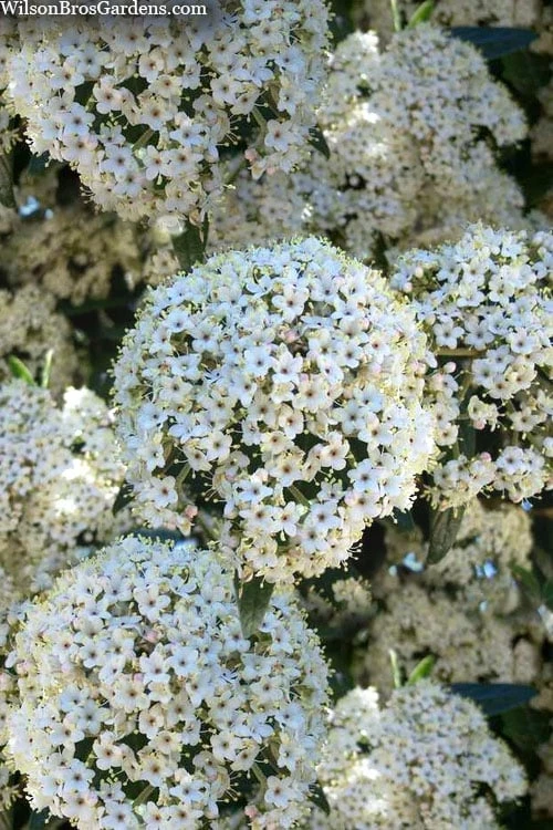 Prague Viburnum - 2.5 Quart Pot 1 Prague Viburnum - 2.5 Quart Pot