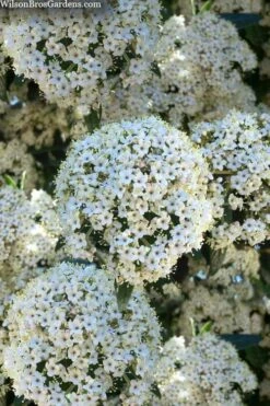 Prague Viburnum - 3 Gallon Pot