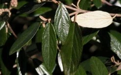 Prague Viburnum - 2.5 Quart Pot 15 Prague Viburnum - 2.5 Quart Pot -Wilson Bros Gardens Shop viburnum pragense prague 7 1