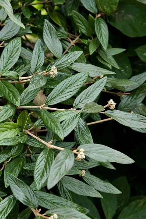 Prague Viburnum - 2.5 Quart Pot 7 Prague Viburnum - 2.5 Quart Pot - Image 7