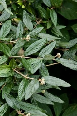 Prague Viburnum - 1 Gallon Pot -Wilson Bros Gardens Shop viburnum pragense prague 9 2