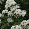 Blackhaw Viburnum - 2 Gallon Pot